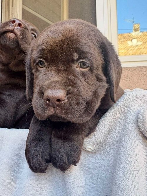 Cokoladni labrador