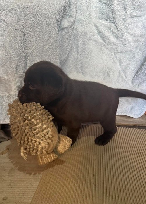 Cokoladni labrador