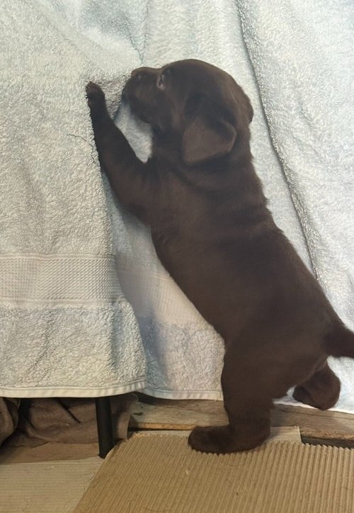 Cokoladni labrador