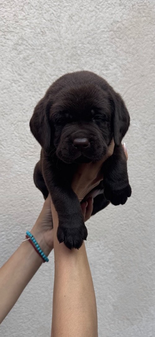 Cokoladni labrador