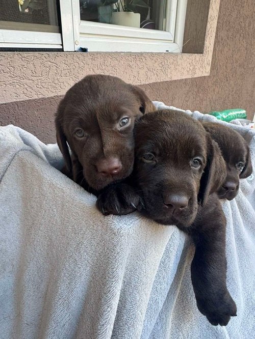 Cokoladni labrador