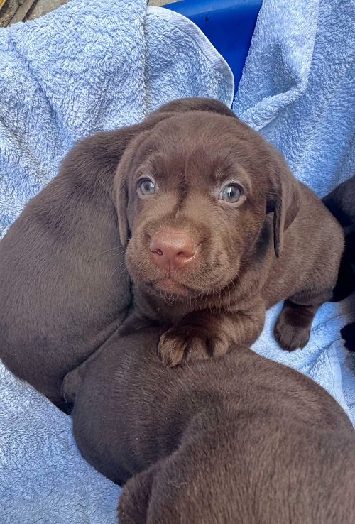 Cokoladni labrador