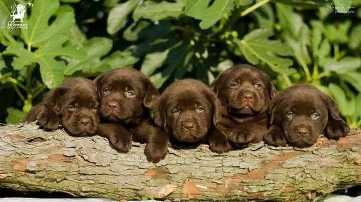 Čokoladni Labrador Retriver štenci