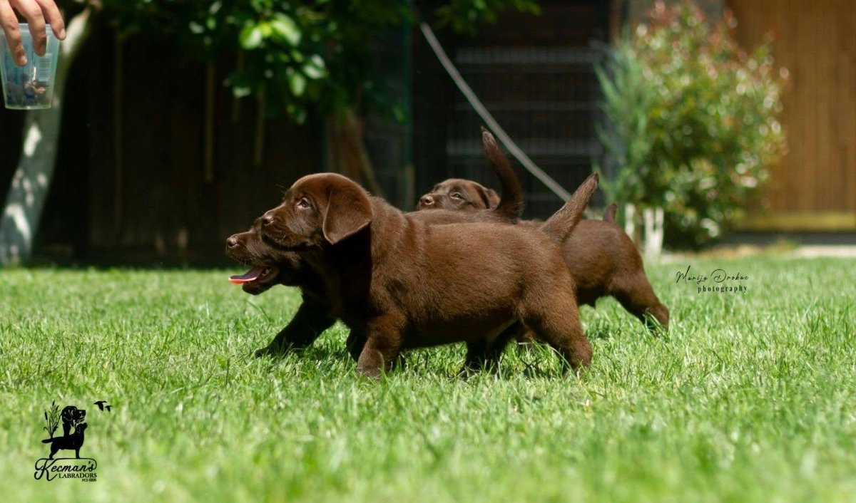 Čokoladni Labrador Retriver štenci