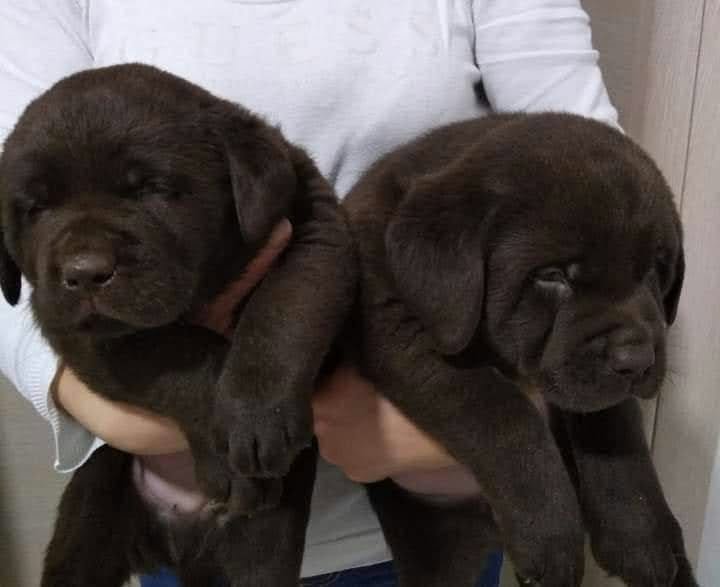 Čokoladni Labrador Retriver štenci