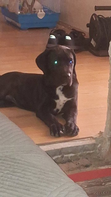 Cane Corso mlad pas
