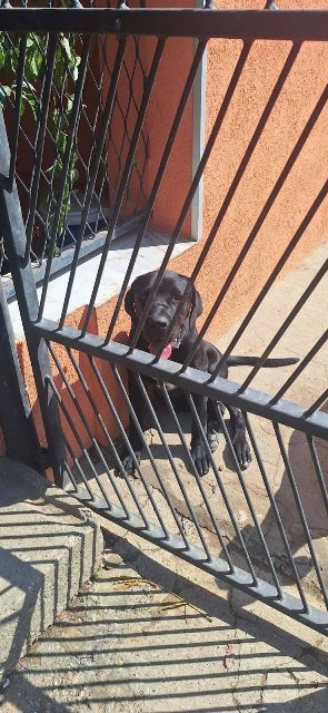Cane Corso mlad pas