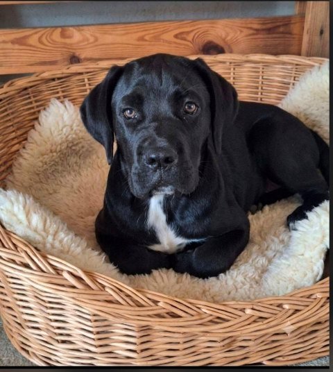 Cane Corso mlad pas