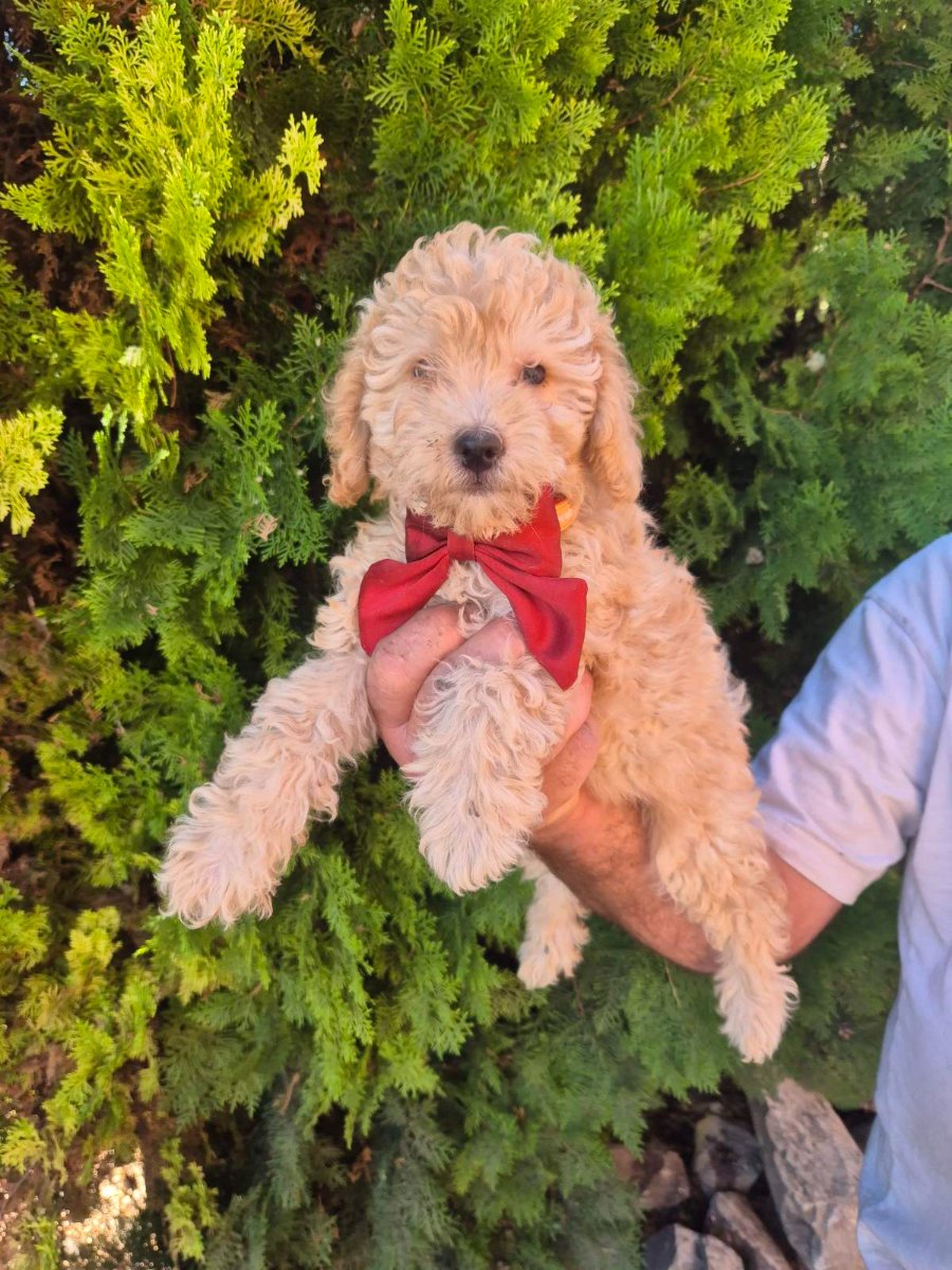 Labradoodle F1b preslatki štenci