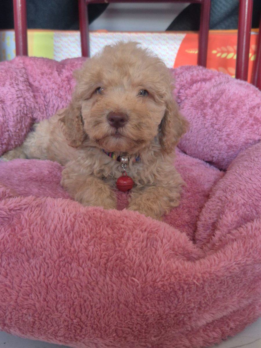 Labradoodle F1b preslatki štenci