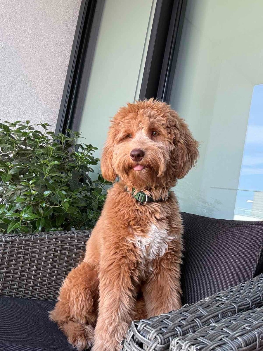 Labradoodle F1b preslatki štenci