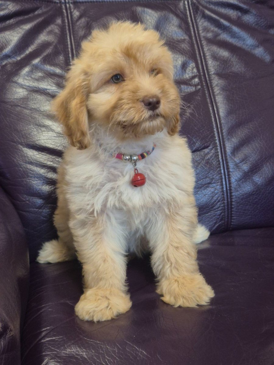 Labradoodle F1b preslatki štenci