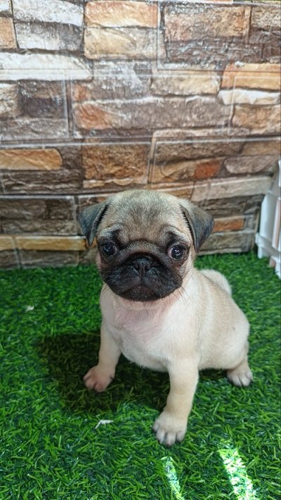 Mops, žensko štene