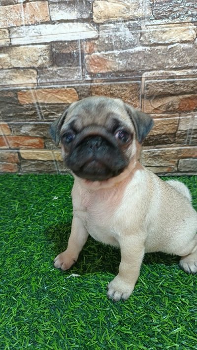 Mops, žensko štene