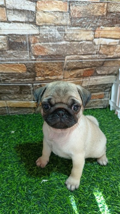 Mops, žensko štene