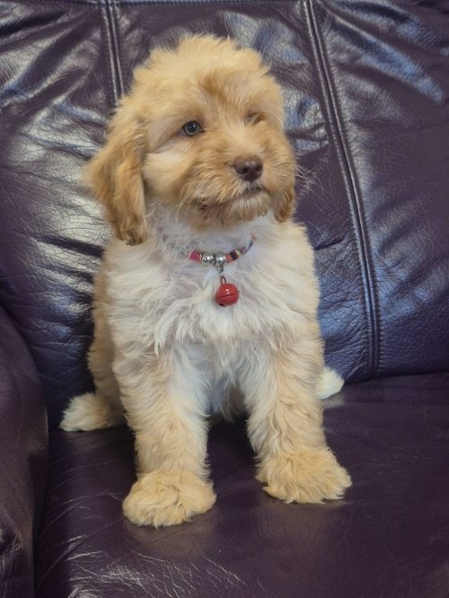 Labradoodle F1b preslatki štenci