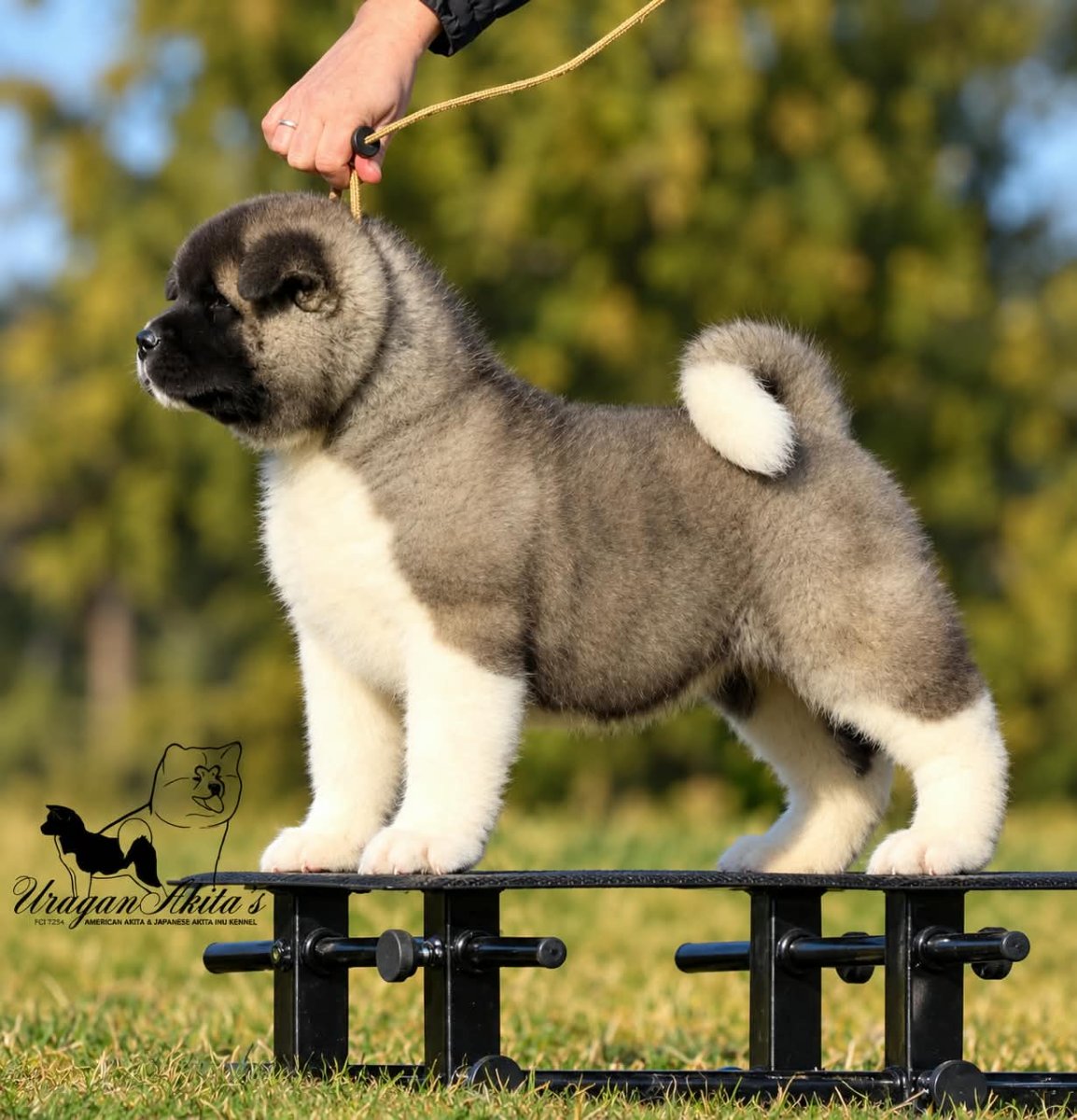 Američka akita, štenad oba pola