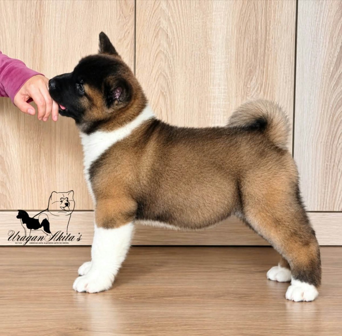 Američka akita, štenad oba pola