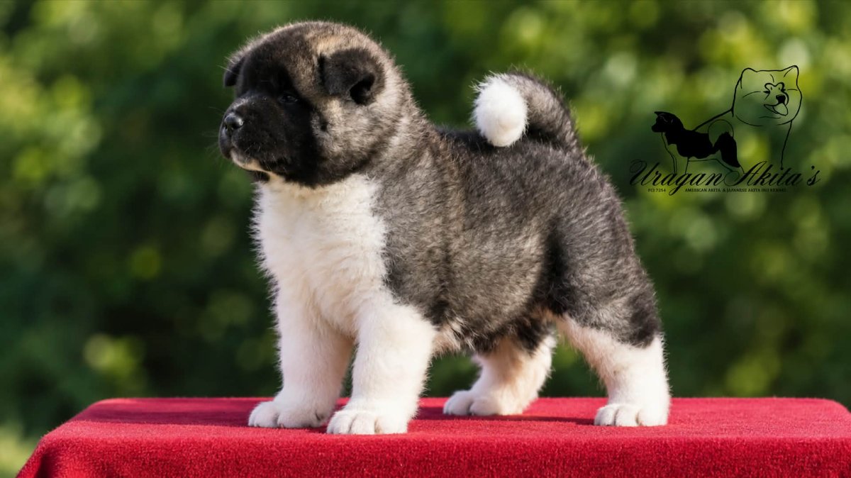 Američka akita, štenad oba pola