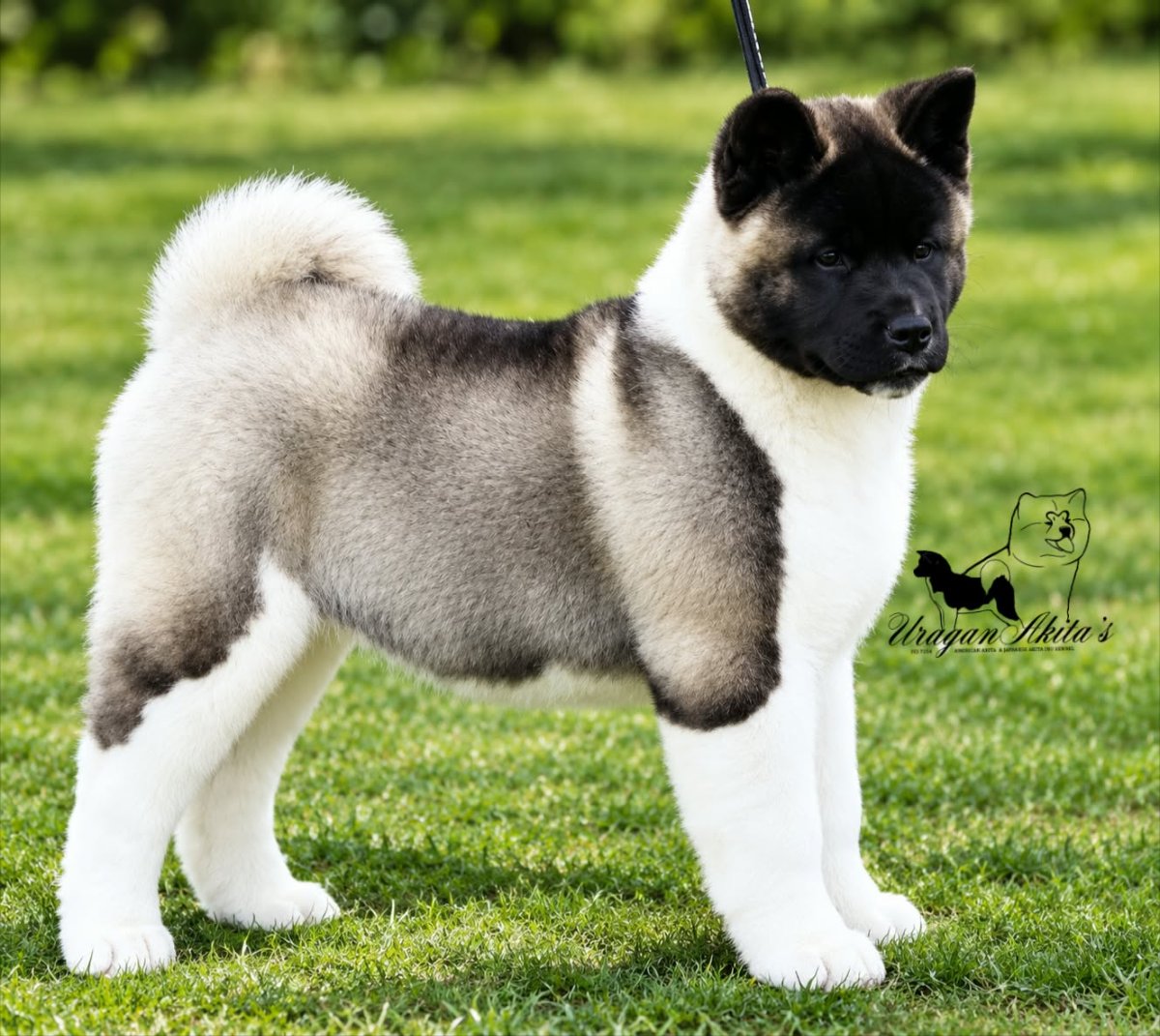 Američka akita, štenad oba pola