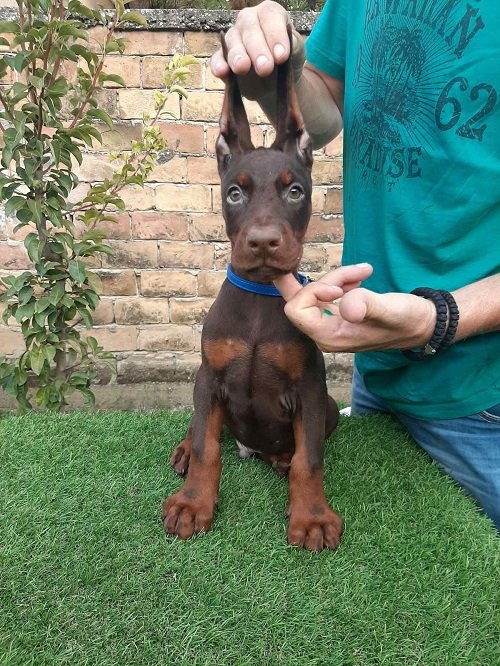 Doberman štenci