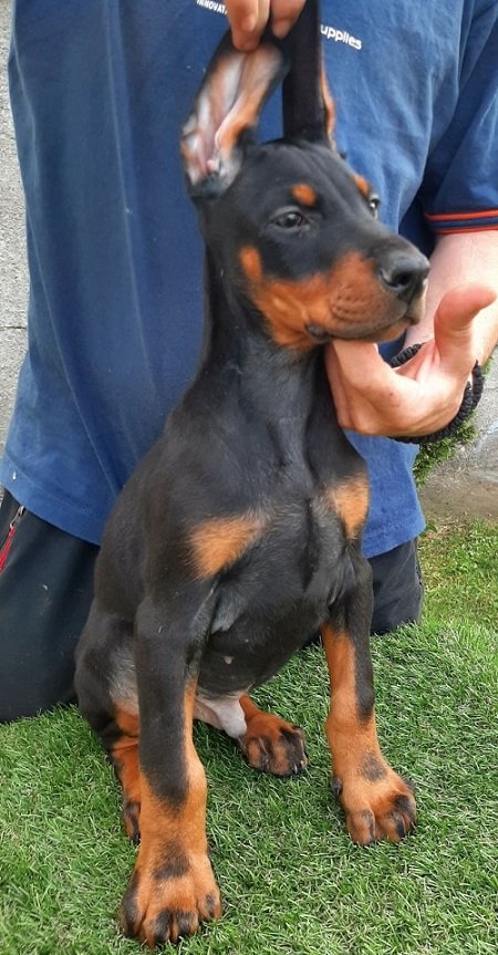 Doberman štenci
