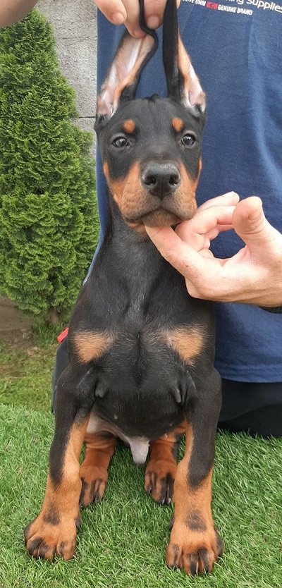 Doberman štenci