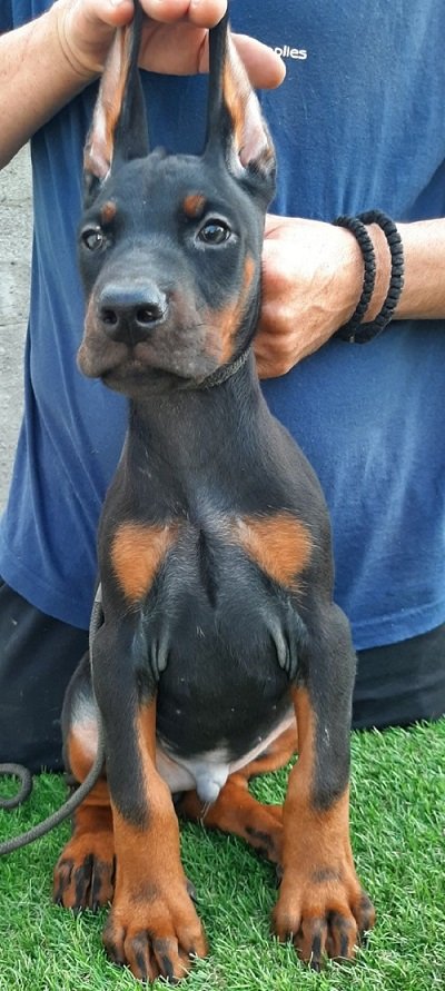 Doberman štenci