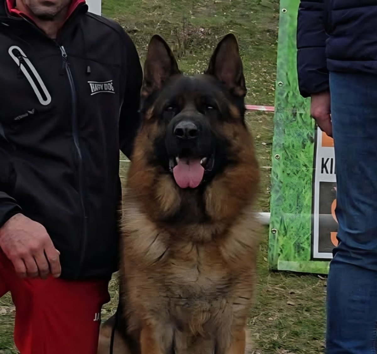 Nemacki ovcar