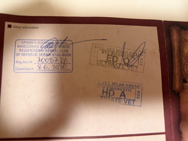 Štenci velike kraljevske pudle