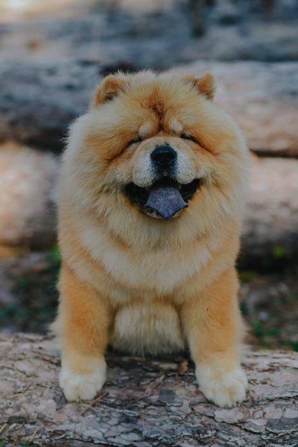 Chow Chow - dostupan za parenje