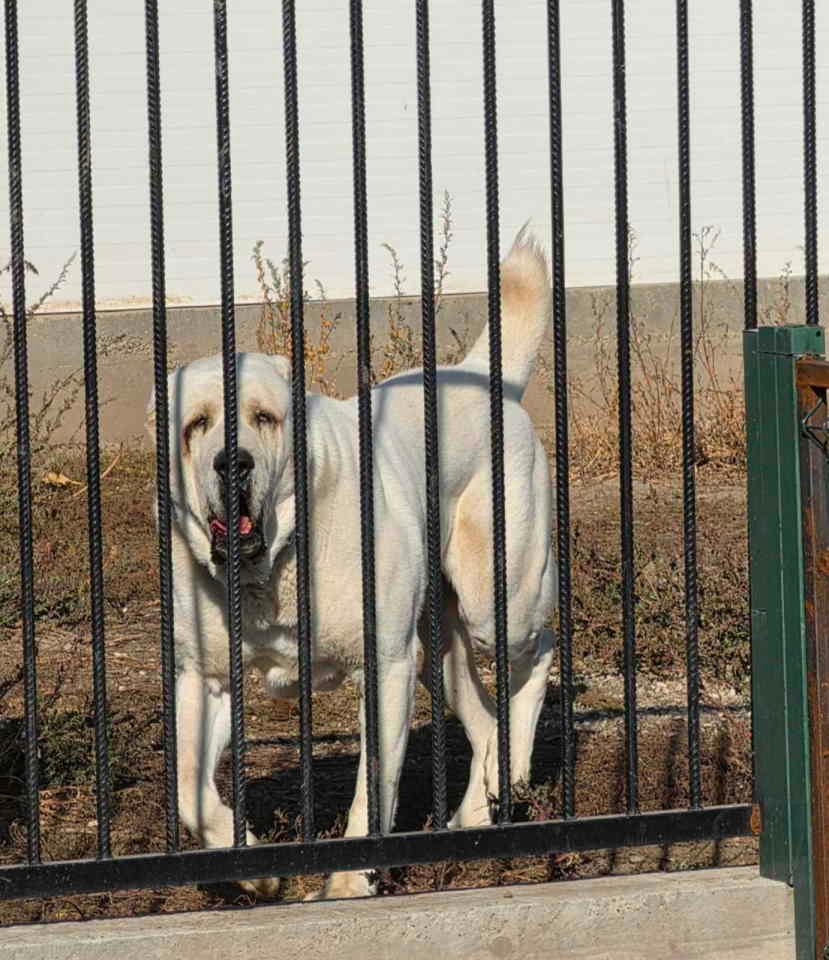 Vrhunski A Z I J A T  za parenje Azijat 3 godine sa