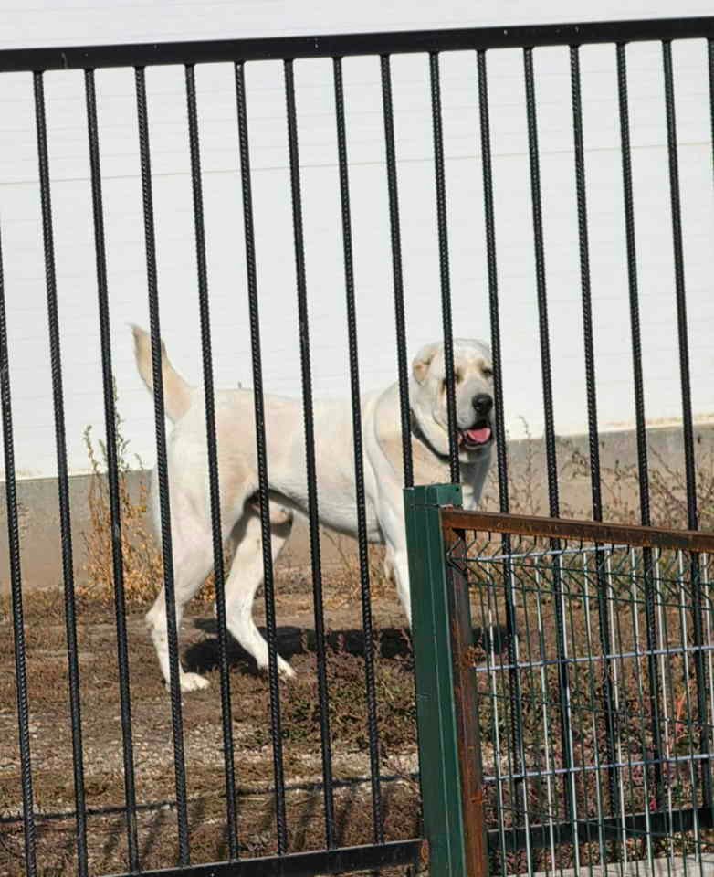 Vrhunski A Z I J A T  za parenje Azijat 3 godine sa