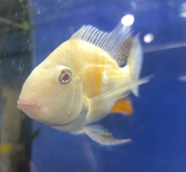 Matični mužjak albino heckella