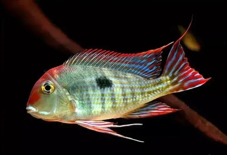 Geophagus red had Tapajos
