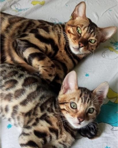 Bengalska macka Bengalski macici