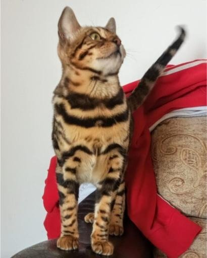Bengalska macka Bengalski macici