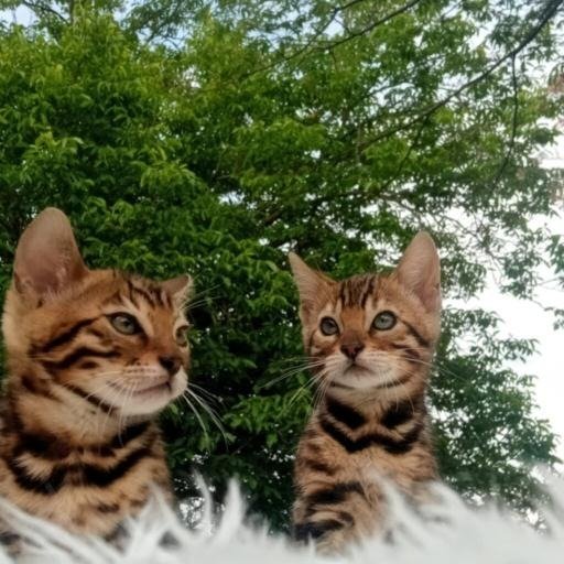 Bengalska macka Bengalski macici