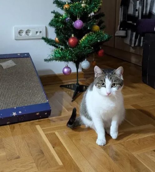 Mlada mačka Noel (1 godina)