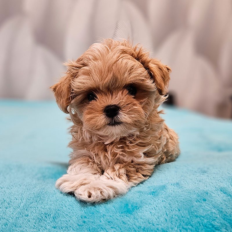 Prekrasno leglo maltipoo šteneta