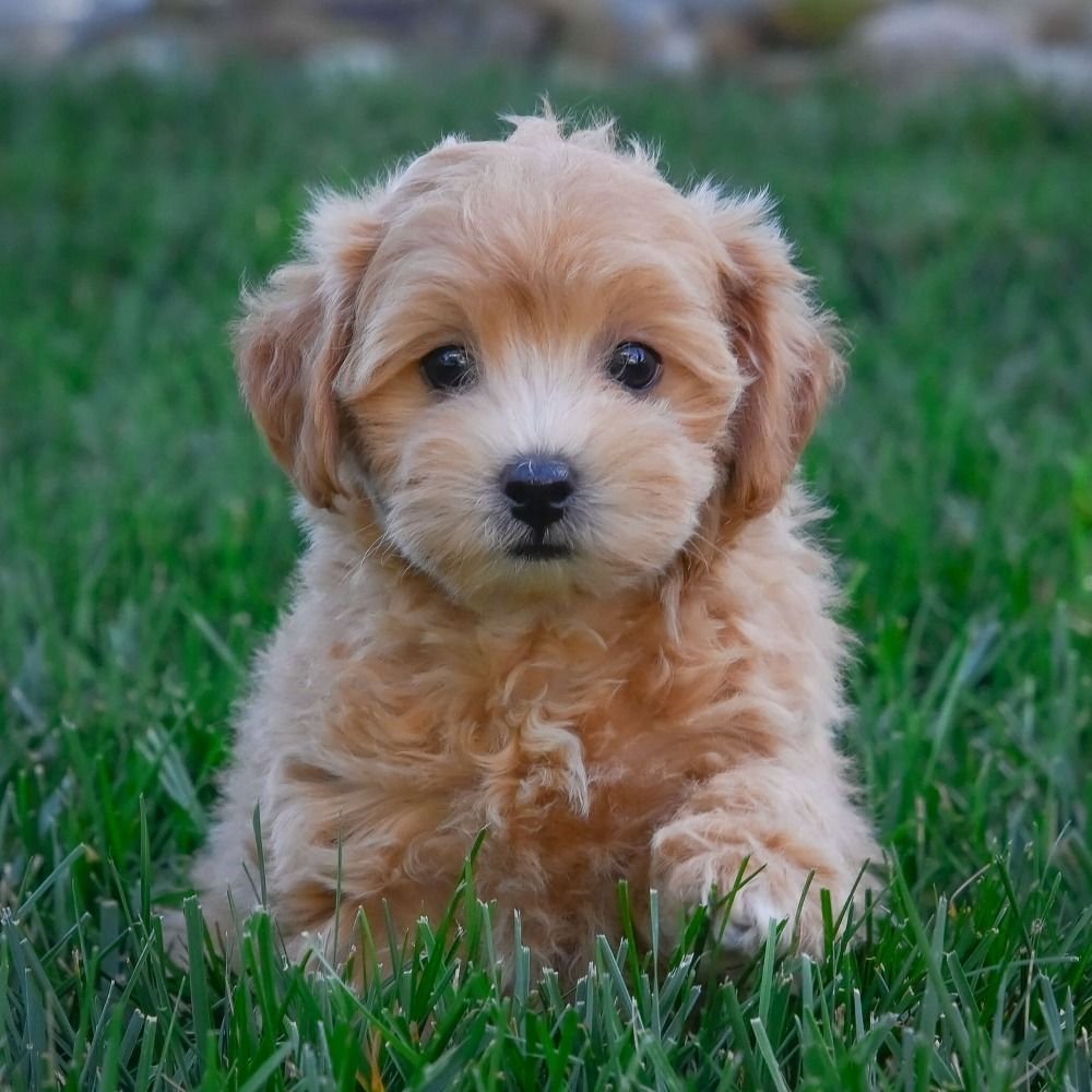 Prekrasno leglo maltipoo šteneta