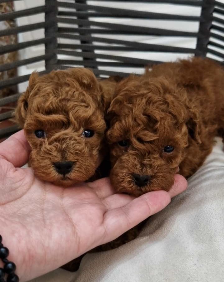 Pudle toy I teacup