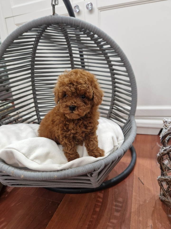 Pudle toy I teacup