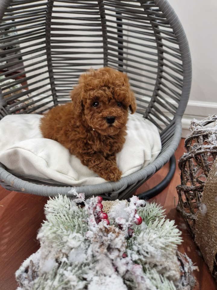 Pudle toy I teacup