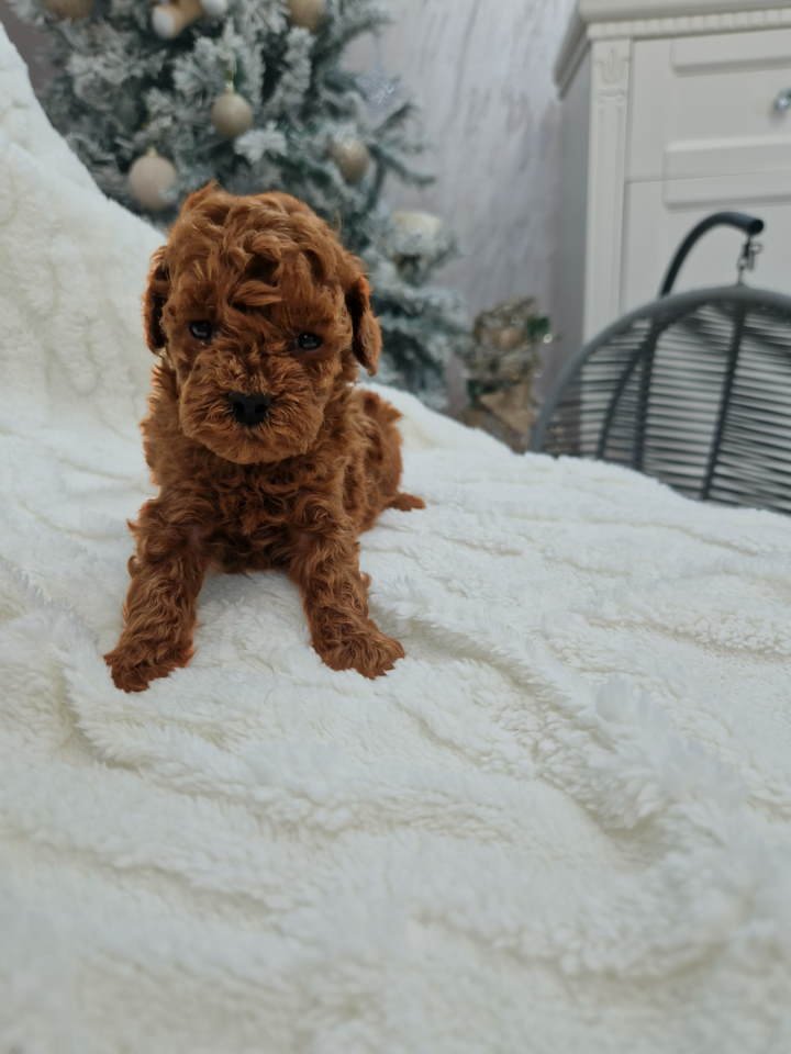 Pudle toy I teacup